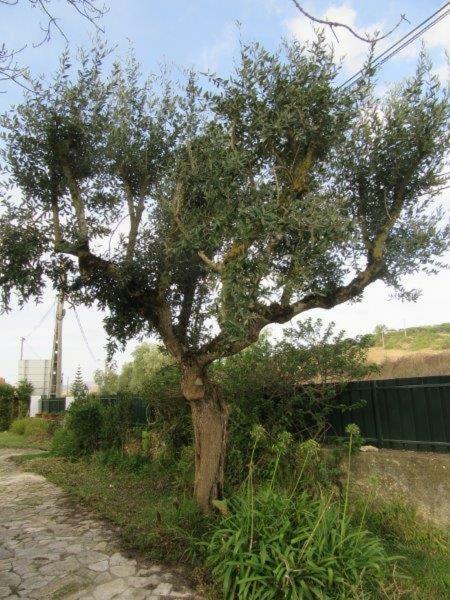 Quintal Do Freixo - Country House Sobral de Monte Agraço المظهر الخارجي الصورة